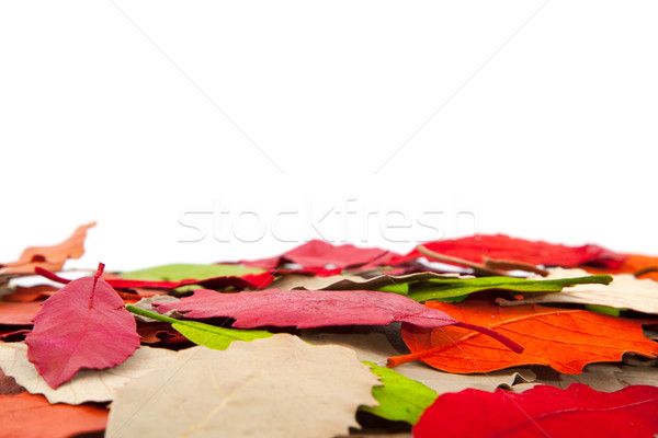 Sonbahar yaprakları kırmızı turuncu doku arka plan yeşil Stok fotoğraf © ivonnewierink