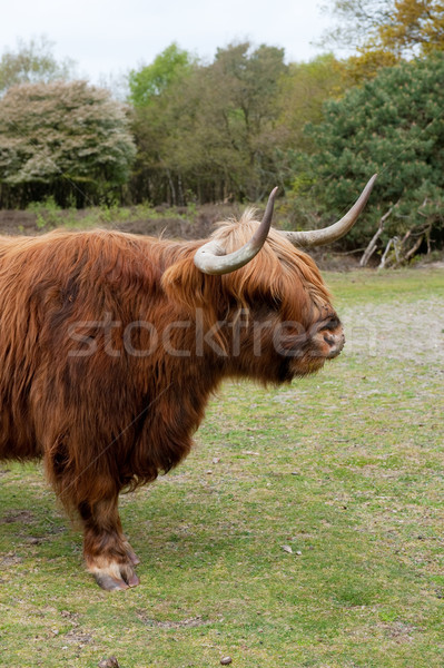 Scottisch highlander Stock photo © ivonnewierink