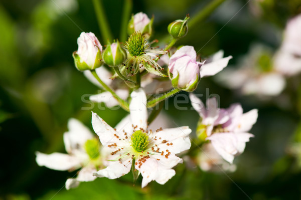 Bramble berry flowers Stock photo © ivonnewierink