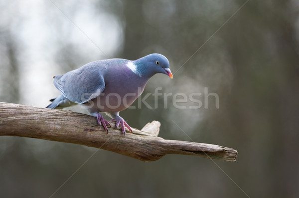 древесины голубь природы среде дерево птица Сток-фото © ivonnewierink