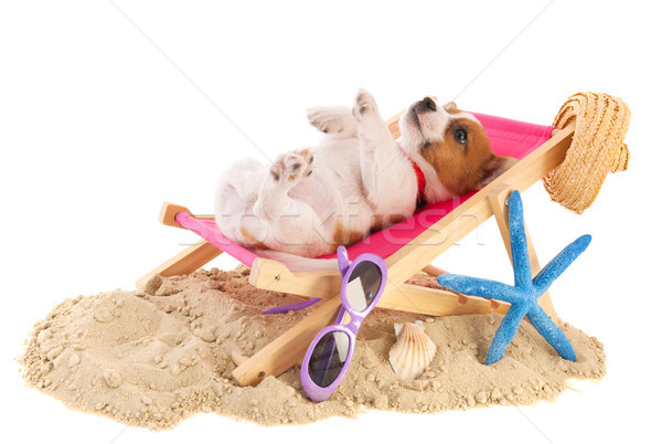 Stockfoto: Strand · puppy · weinig · cute · stoel