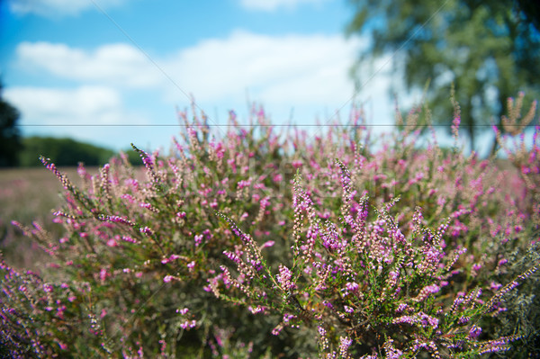 ストックフォト: 花 · 紫色 · 自然 · マクロ · オランダ · 近い