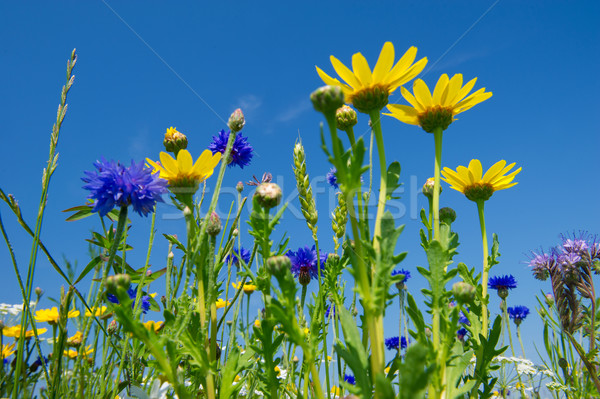 Stock photo: Colorful field with flowers