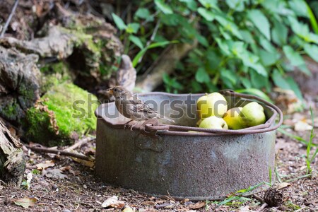 Sparrow on bucket apples Stock photo © ivonnewierink