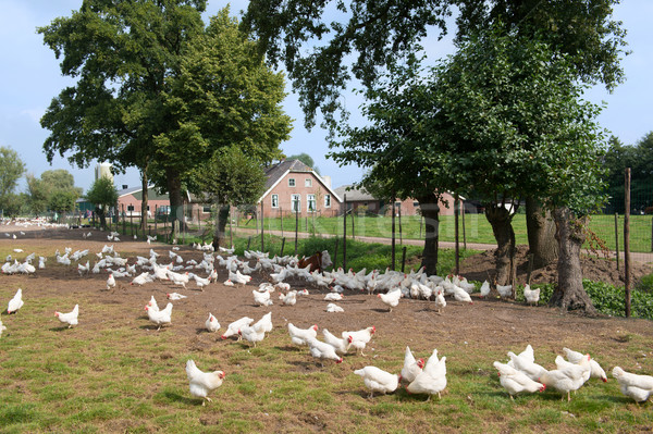 Chicken farm Stock photo © ivonnewierink