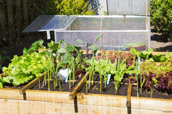 Stock photo: Vegetable garden