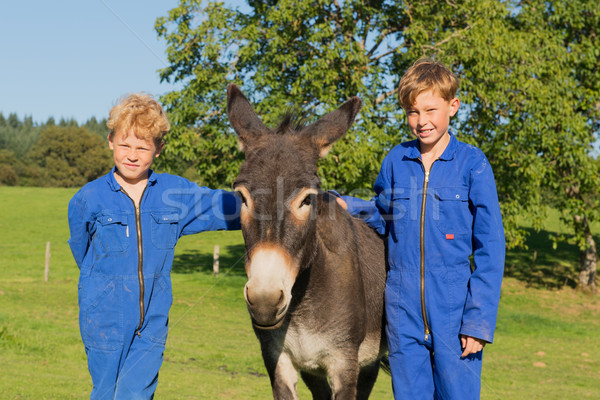 農場 男孩 驢 冒充 性質 景觀 商業照片 © ivonnewierink