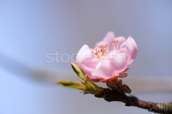 Blossom нектарин дерево розовый цветок Сток-фото © ivonnewierink