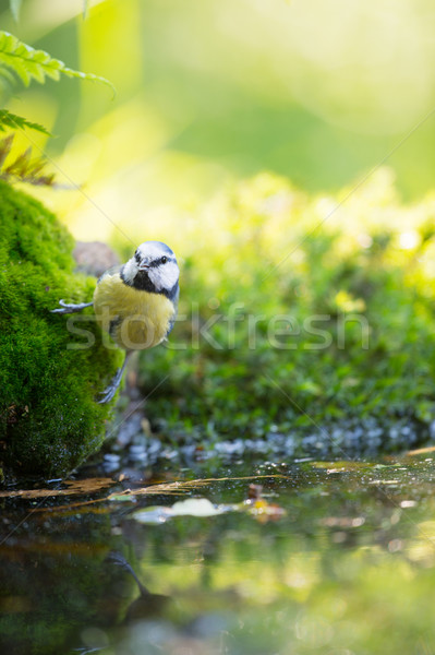 Stock photo: Eurasian blue tit in tree