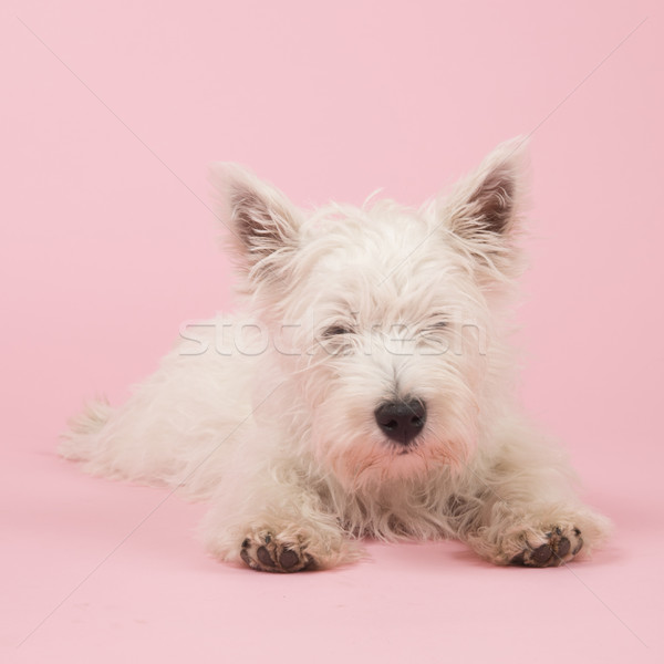 West Highland White Terrier puppy Stock photo © ivonnewierink