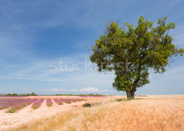 Landscape with Lavender in the Provence Stock photo © ivonnewierink