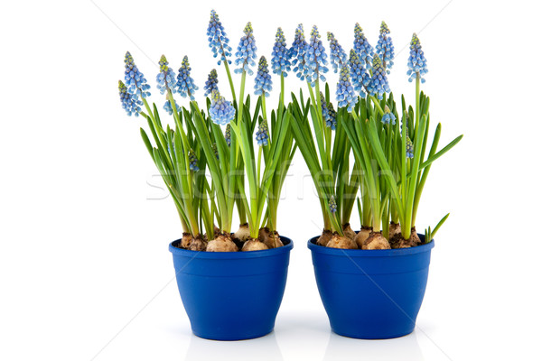 Blue Grape Hyacinths Stock photo © ivonnewierink