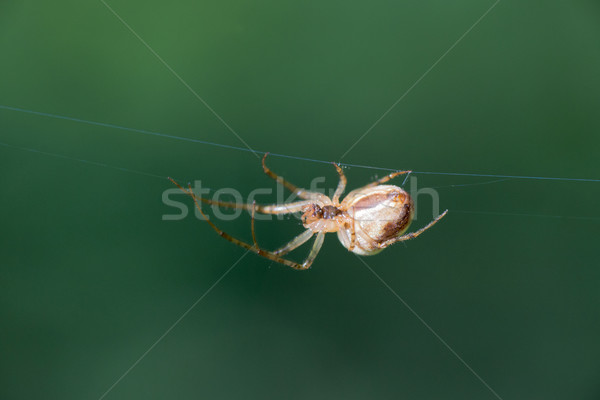 Spinnennetz Spinne Natur Web Herbst Stock foto © ivonnewierink