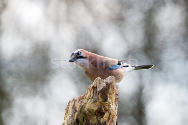 Stock photo: Eurasian jay in nature