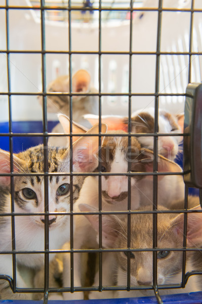 小貓 籠 藍色 運輸 動物 商業照片 © ivonnewierink