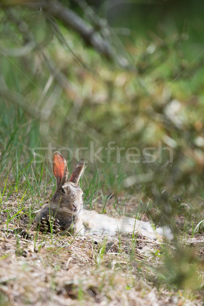 European rabbit Stock photo © ivonnewierink