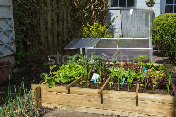 Vegetable garden Stock photo © ivonnewierink