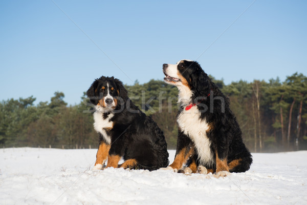 Berner Sennenhunden in snwo landscape Stock photo © ivonnewierink