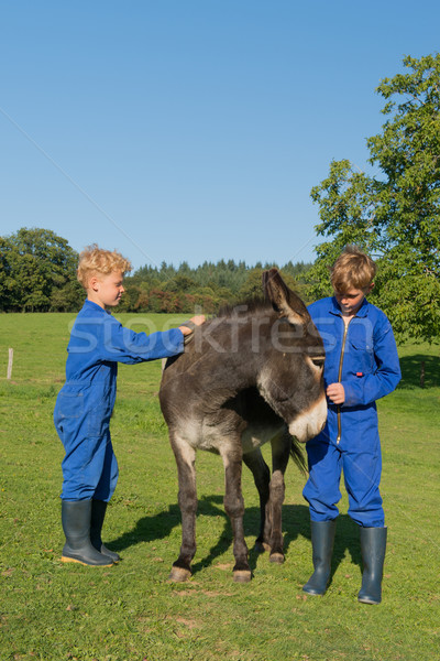 Boy curry the donkey Stock photo © ivonnewierink