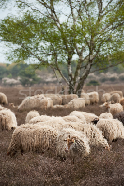 Sheep grazing in moorland Stock photo © ivonnewierink