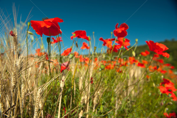 Stockfoto: Rood · klaprozen · graan · velden · bloemen · landbouw
