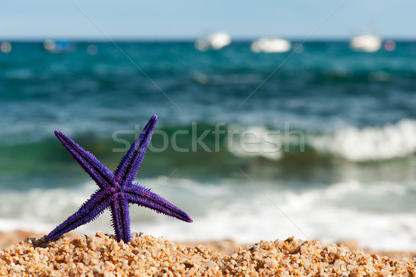 Pourpre starfish plage permanent nature Photo stock © ivonnewierink