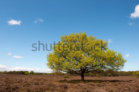 Lavender and olive trees in the French Provence Stock photo © ivonnewierink