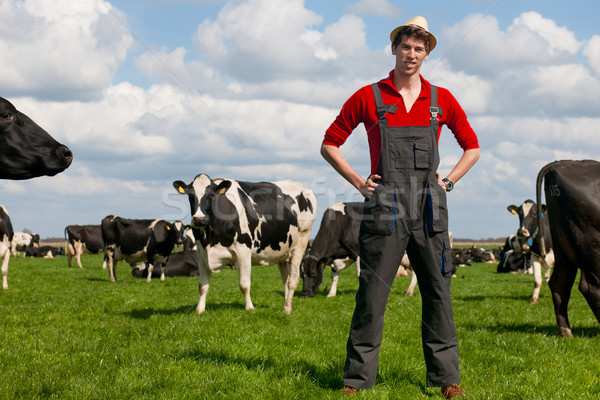 farmer in field with cows Stock photo © ivonnewierink