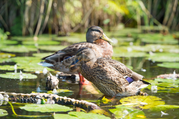 Female Mallard ducks Stock photo © ivonnewierink