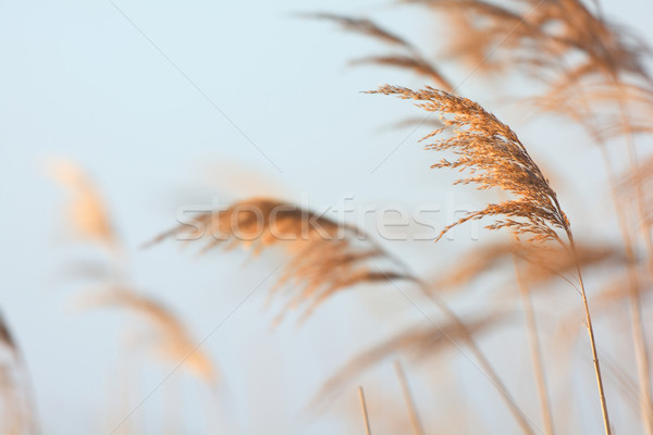 Swaying reeds Stock photo © ivonnewierink