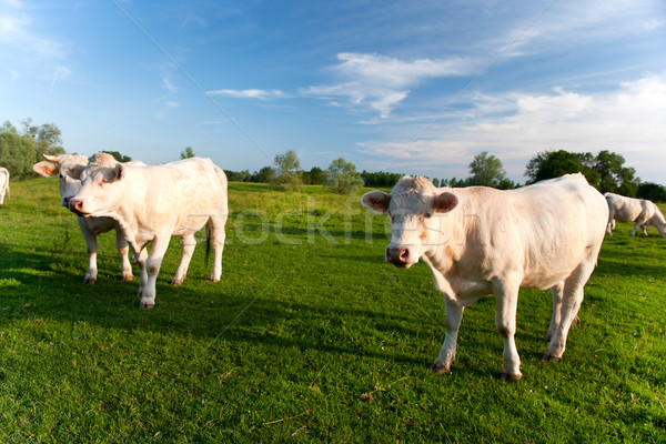 商业照片: 奶牛 · 法国 · 黄牛 ·白· 性质