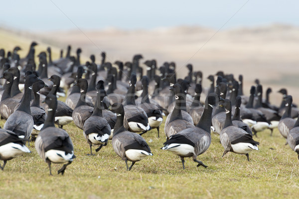 Swarm Brent gooses  Stock photo © ivonnewierink