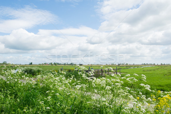 Holenderski krowy pietruszka krajobraz kwiaty Zdjęcia stock © ivonnewierink
