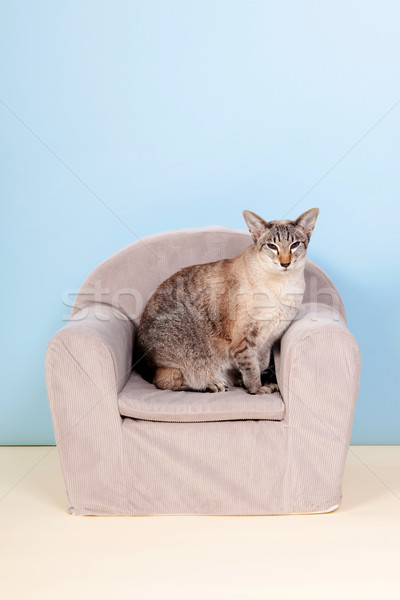 シャム猫 椅子 青 動物 ストックフォト © ivonnewierink