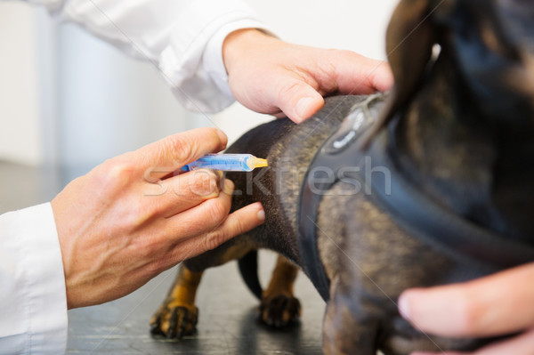 Imagine de stoc: Câine · vaccin · medicul · veterinar · seringă · mâini · medic