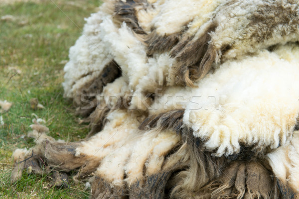 Wool of shaved sheep Stock photo © ivonnewierink