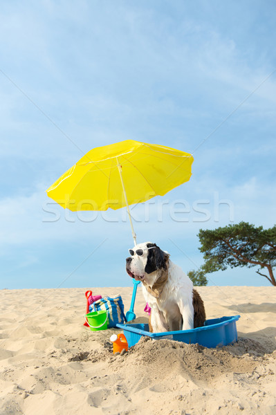 cooling down for dog at the beach Stock photo © ivonnewierink