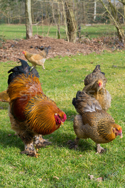 Brahma chickens Stock photo © ivonnewierink