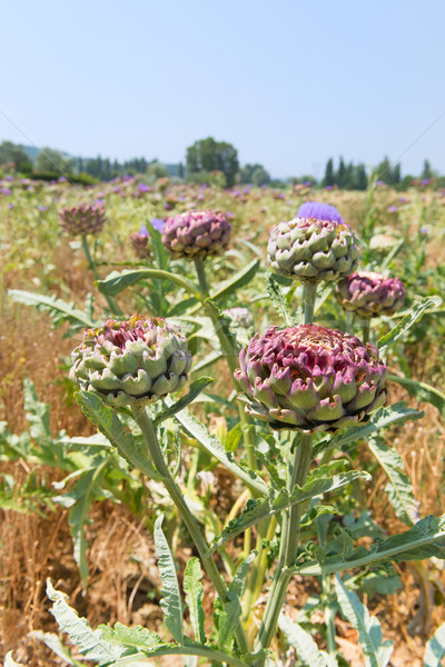 Field artichoke with purple flowers Stock photo © ivonnewierink