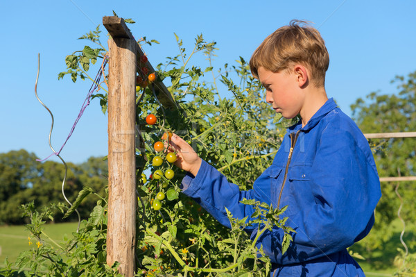Farm Boy harvesting in vegetable garden Stock photo © ivonnewierink