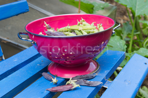 Marrowfat and green peas in vegetable garden Stock photo © ivonnewierink