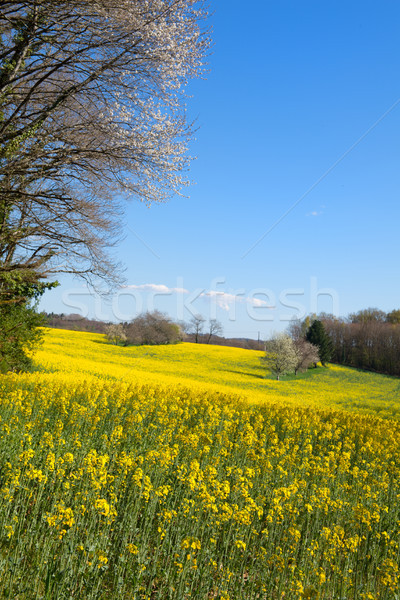 Stock photo: Blossom trees in rapeseed field