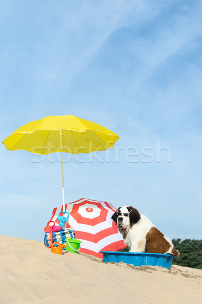 Chłodzenie w dół psa plaży funny wody Zdjęcia stock © ivonnewierink