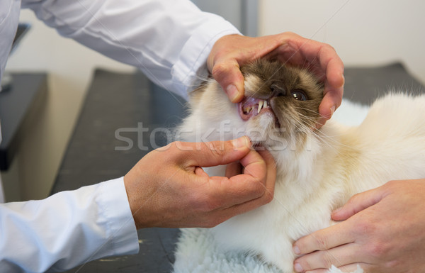 Veterinarian checking tooth from cat Stock photo © ivonnewierink