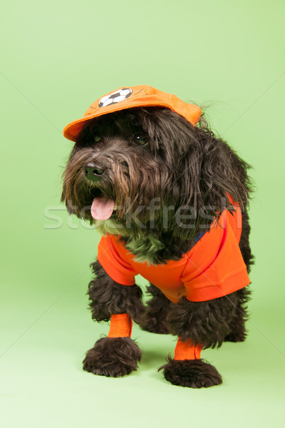 Dog as soccer supporter Stock photo © ivonnewierink