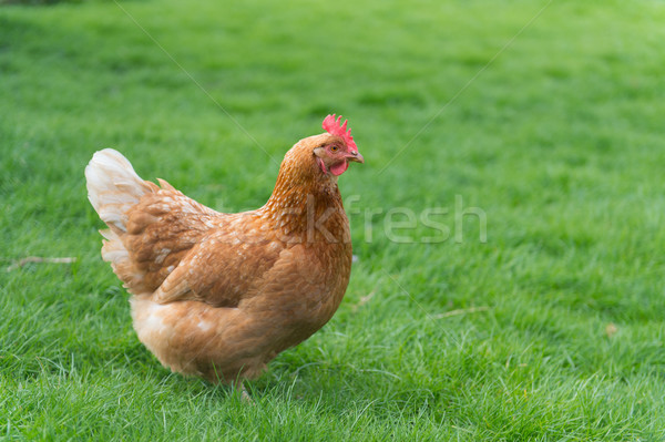 Healthy brown chicken Stock photo © ivonnewierink