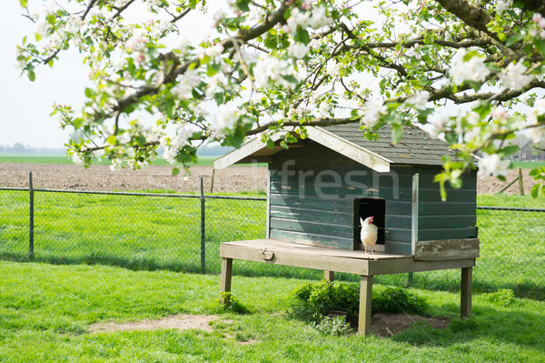 Henhouse at the farm Stock photo © ivonnewierink