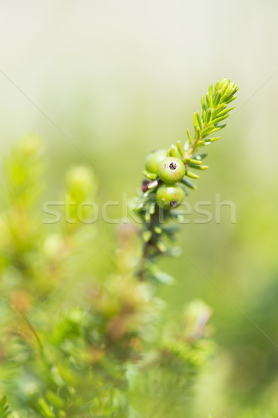 Crowberry with green berries Stock photo © ivonnewierink
