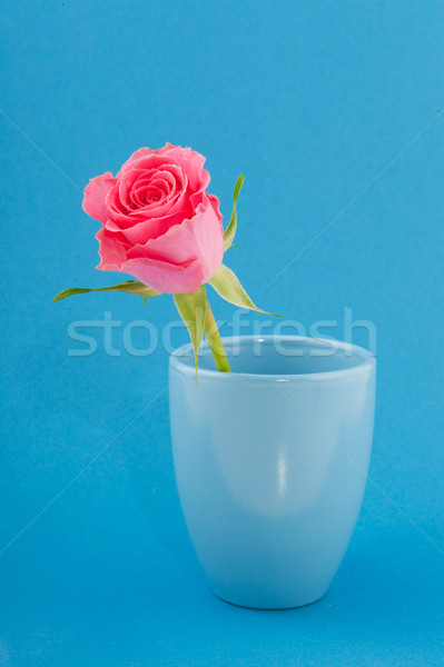 Rosa blau einfache Anordnung ein Stock foto © ivonnewierink
