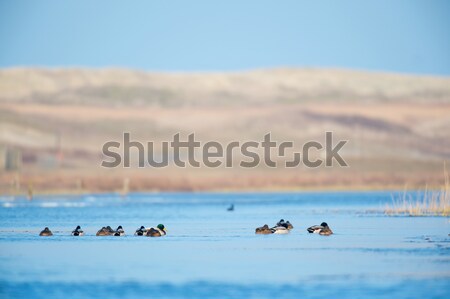 Ducks in lake at Texel Stock photo © ivonnewierink